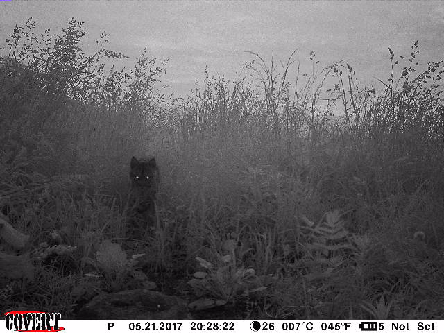 trail cam tuesday