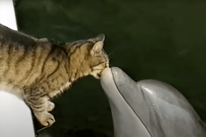 Cat Meets Dolphins, Resulting in Oh-So Wholesome Friendship