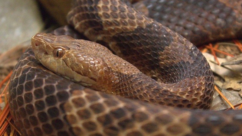 animal snake