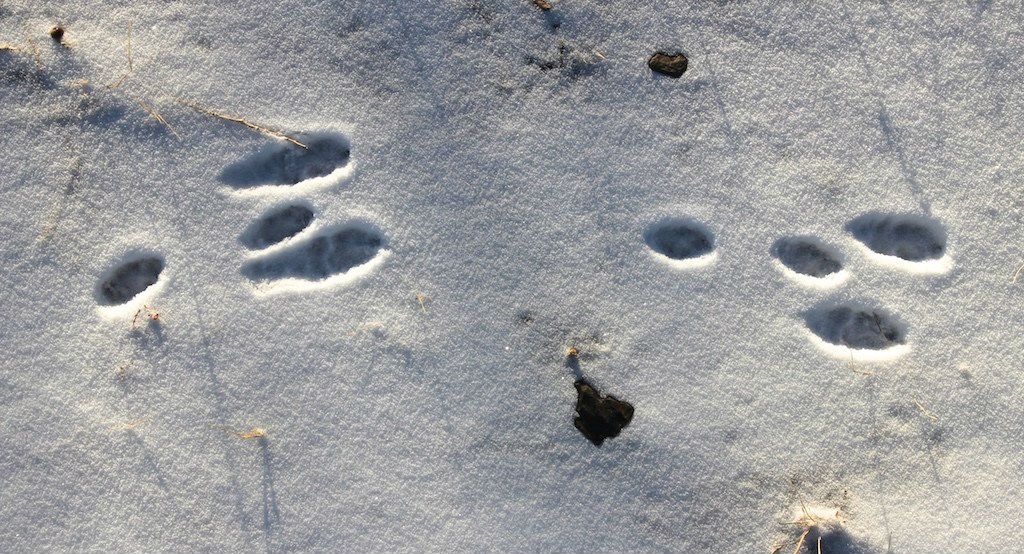 Show Some Rabbit Tracks How to Tell the Difference Between Squirrel and Rabbit Tracks - Wide ...