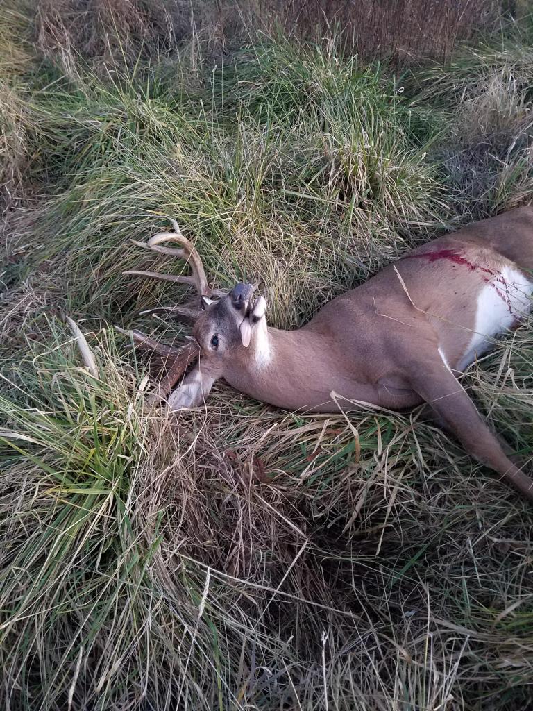 Illinois Buck