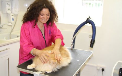 Anita Kelsey cat groomer