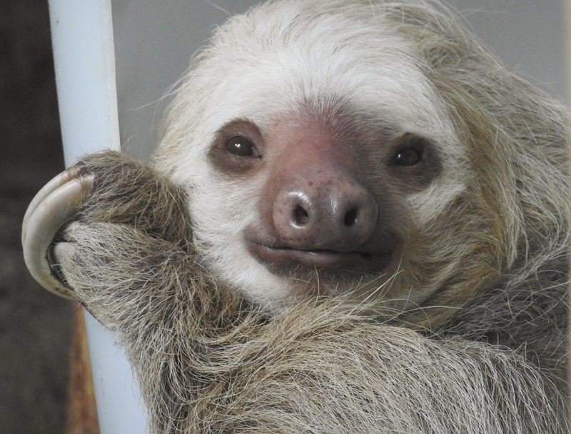 sloth