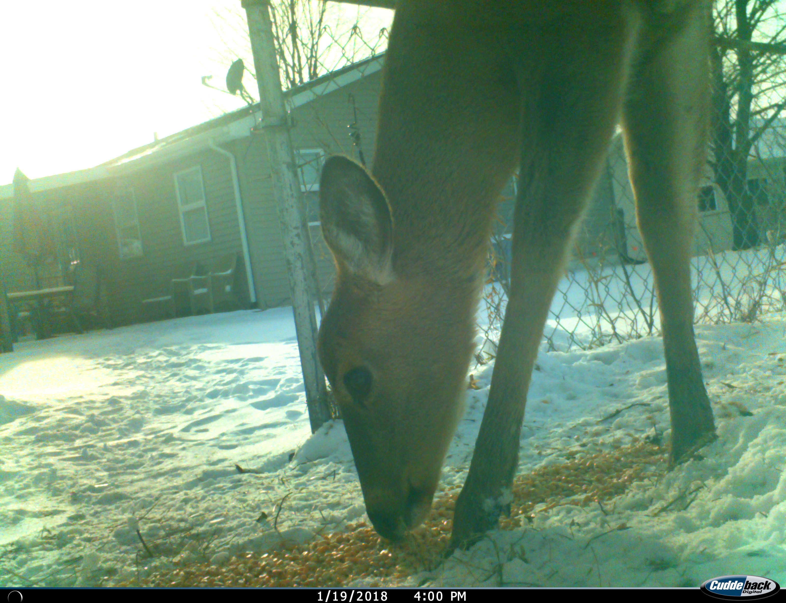 trail camera photo