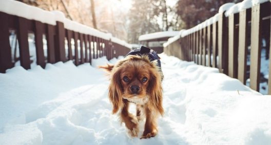 Expert Tips on How to Protect Your Pet in the Bitter Cold