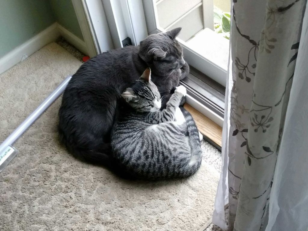 Cats cuddling