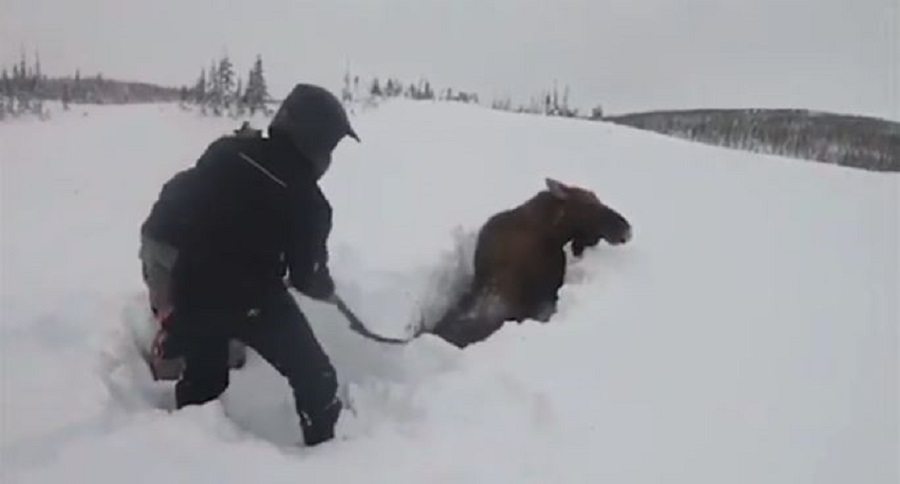 moose