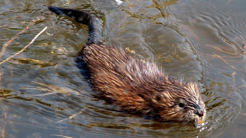 muskrat animal