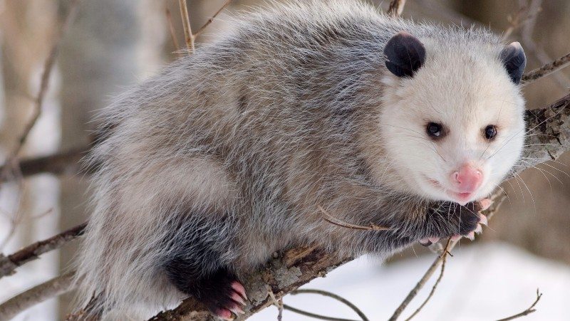 animal opossum