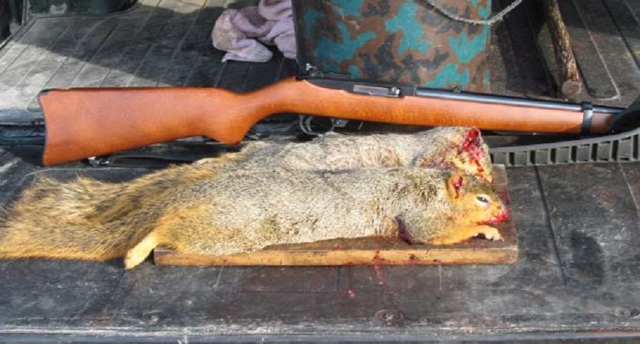 budget minded hunting guns