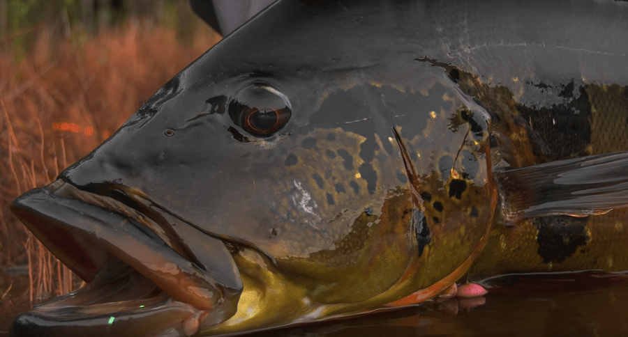 peacock bass