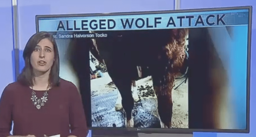 wolf attack