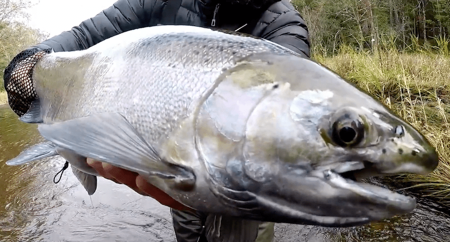 Michigan steelhead