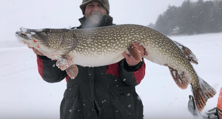 giant northern pike