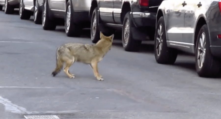 LaGuardia coyote