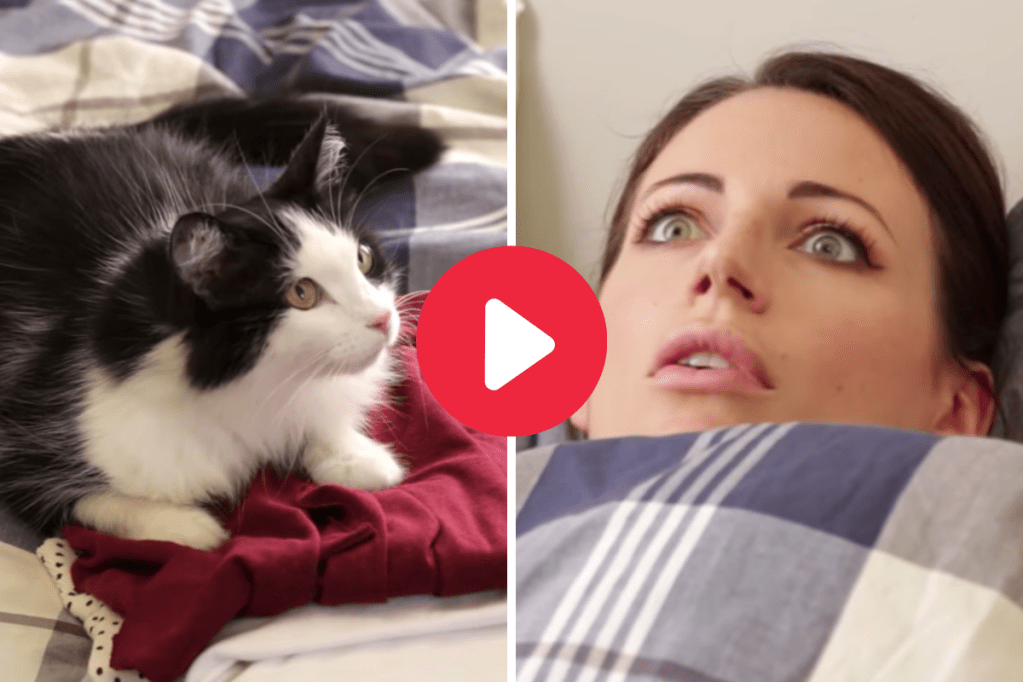 Own a Cat? Maybe Not...10 Signs Your Cat Owns You