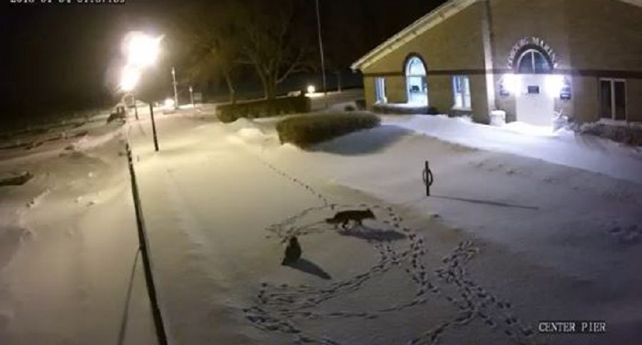 owl and fox