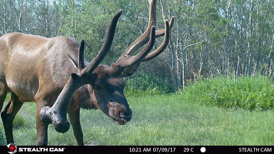 bull elk