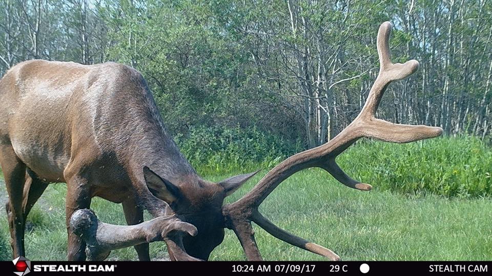 bull elk