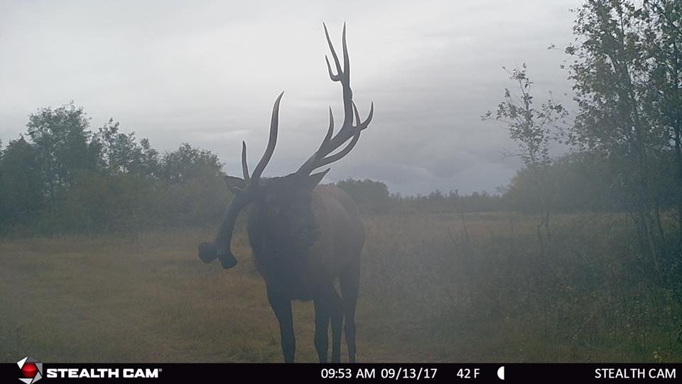 bull elk