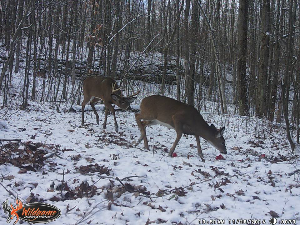 Trail Cam Tuesday