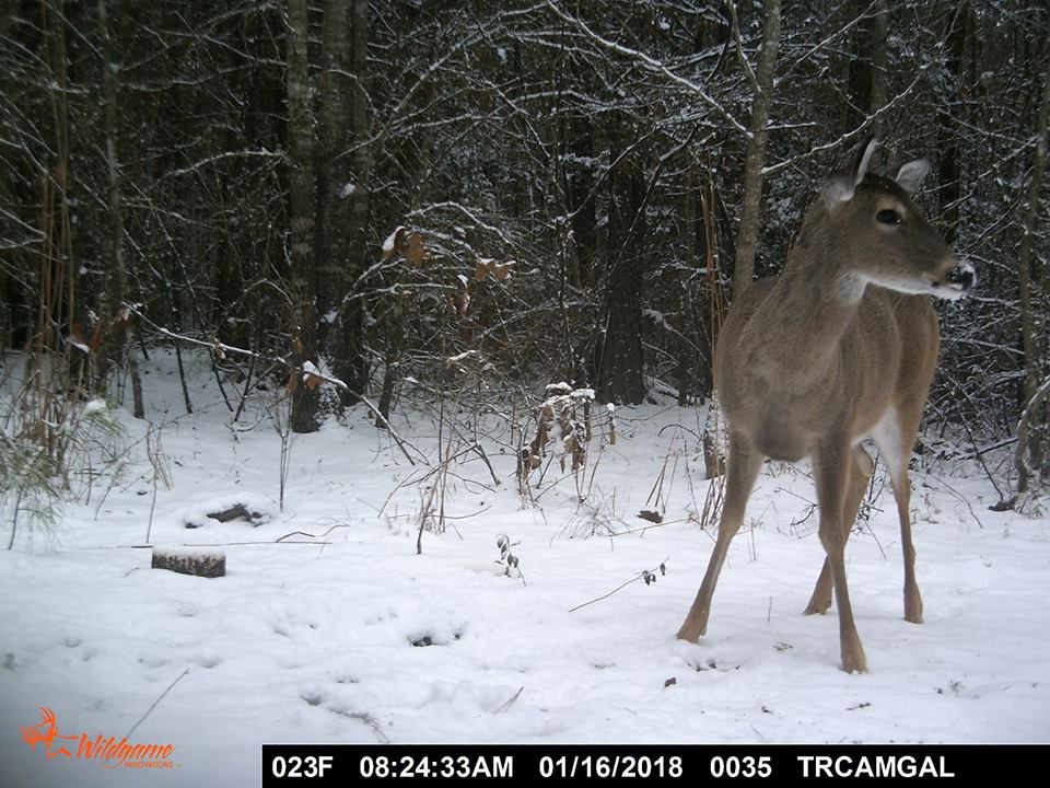 Trail Cam Tuesday