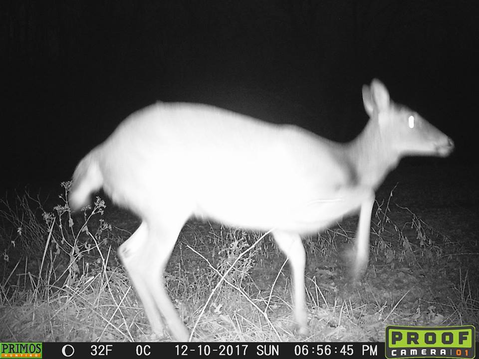 Trail Cam Tuesday