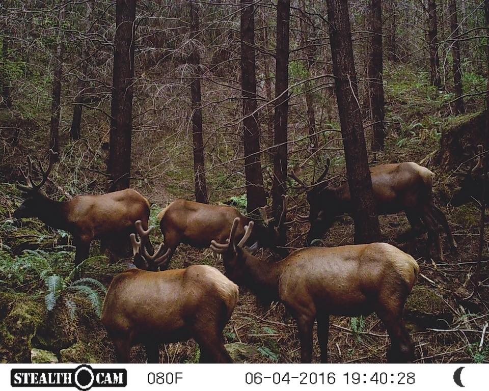 Trail Cam Tuesday