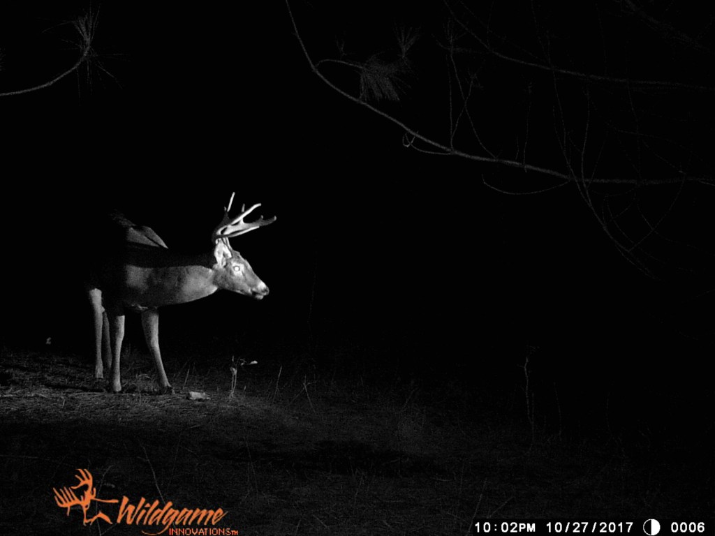 Trail Cam Tuesday