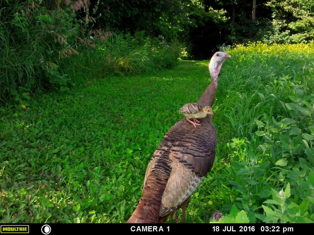 Trail Cam Tuesday