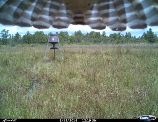 Trail Cam Tuesday