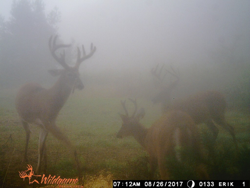 Trail Cam Tuesday