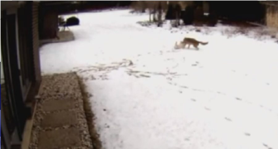 coyote attacks a pet dog