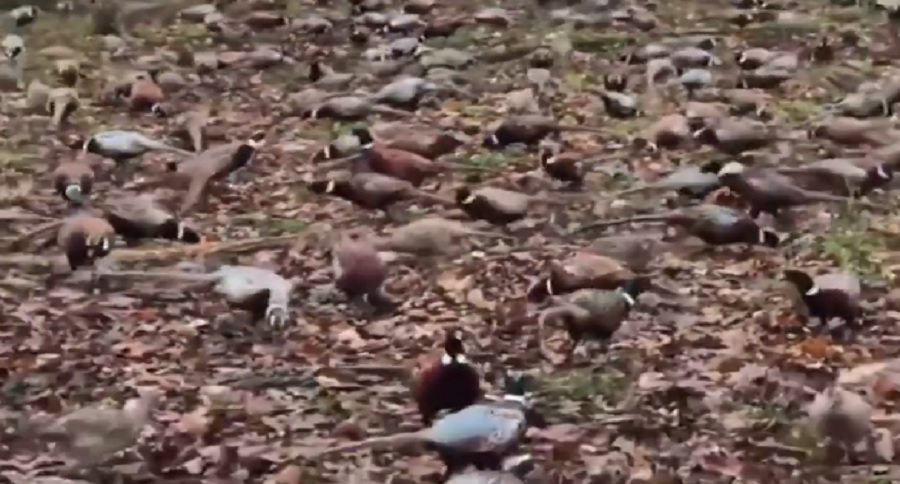 pheasant hunters dream about