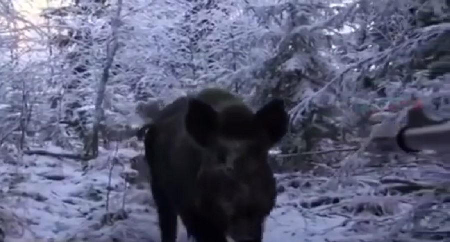 wild boar in russia gets real personal