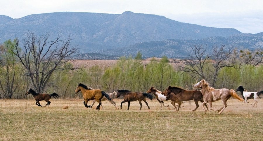 wild horses