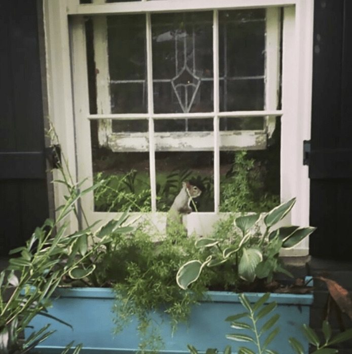 Squirrel at window