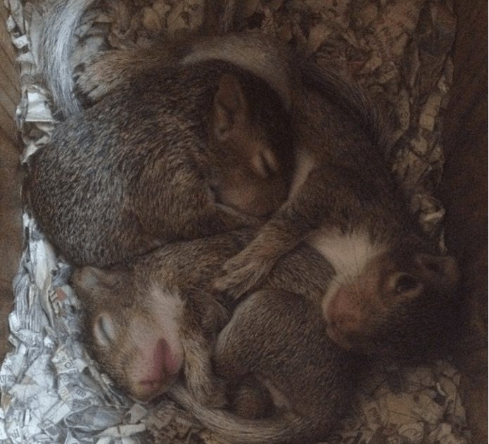 Baby squirrels