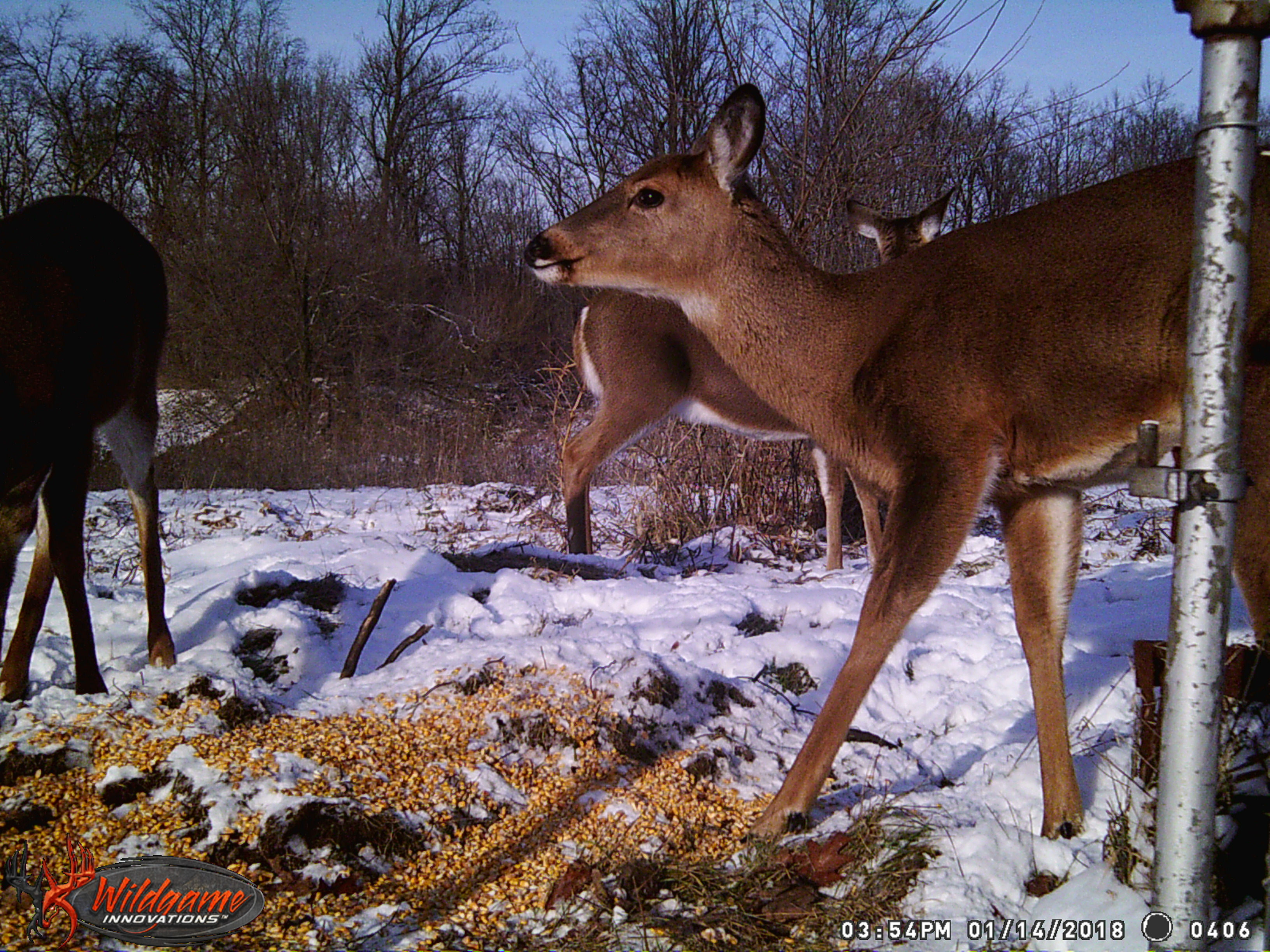 trail camera photos