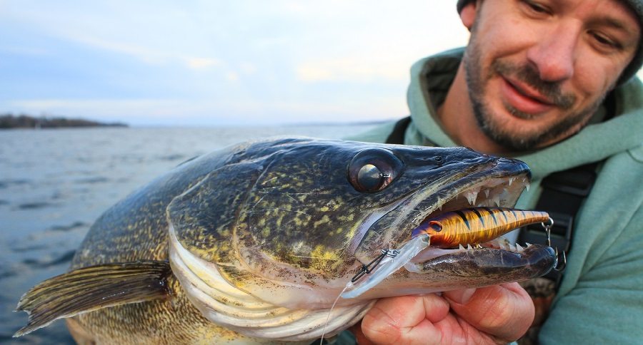 A Berkley Flicker Minnow and My Double-Digit Trophy Walleye