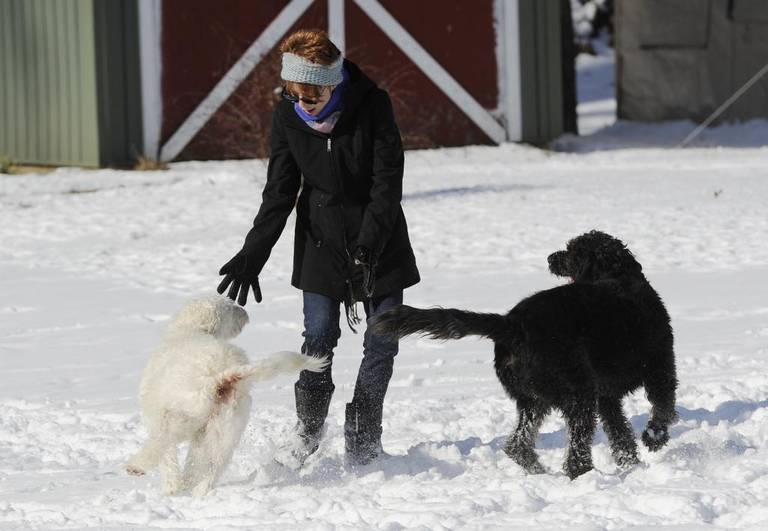 Dogs playing in snow