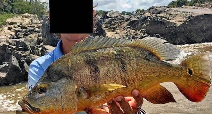 peacock bass
