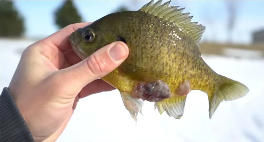 bluegill
