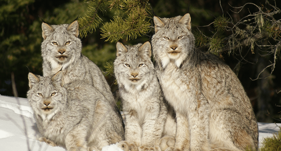 Canada lynx