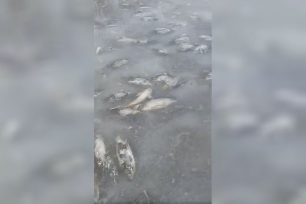 frozen carp