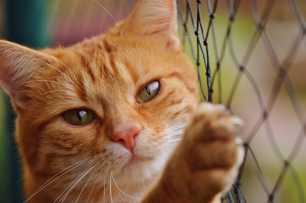 Cat swatting at fence