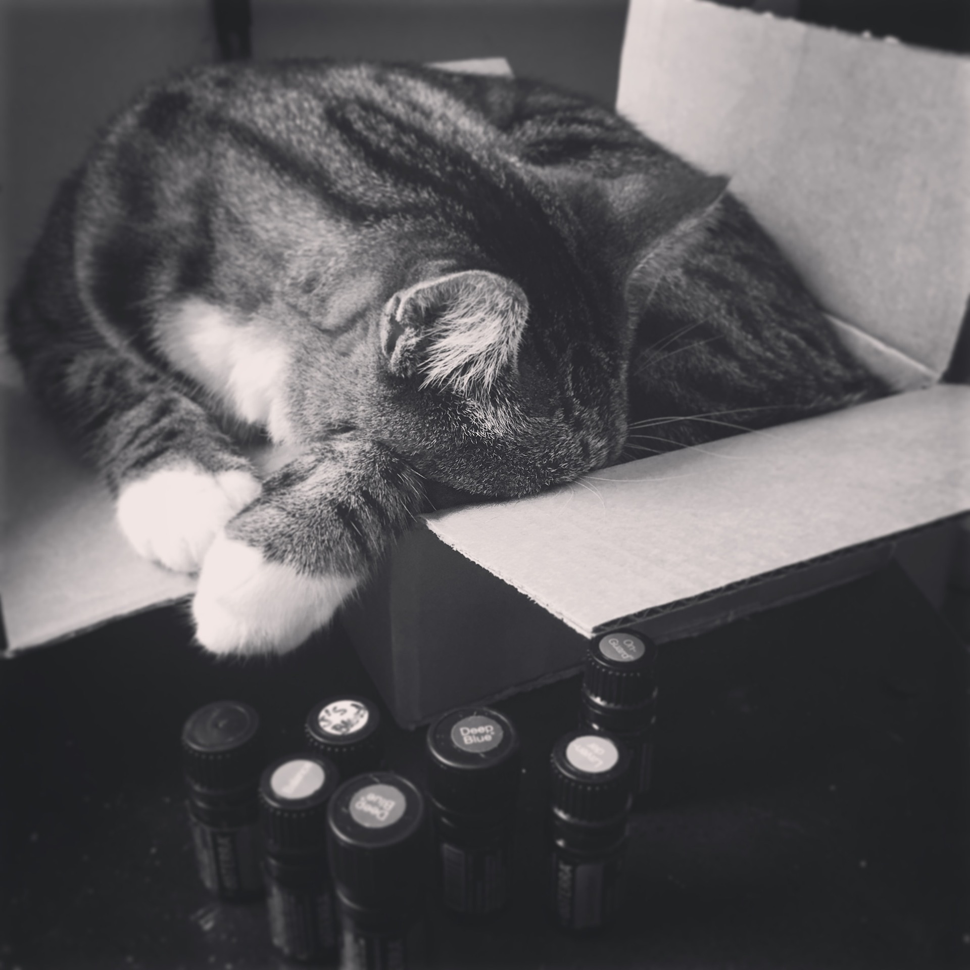 cat essential oil