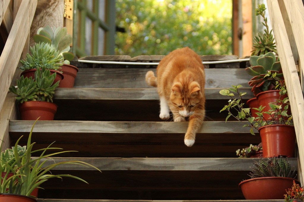 Cat walking down stairs