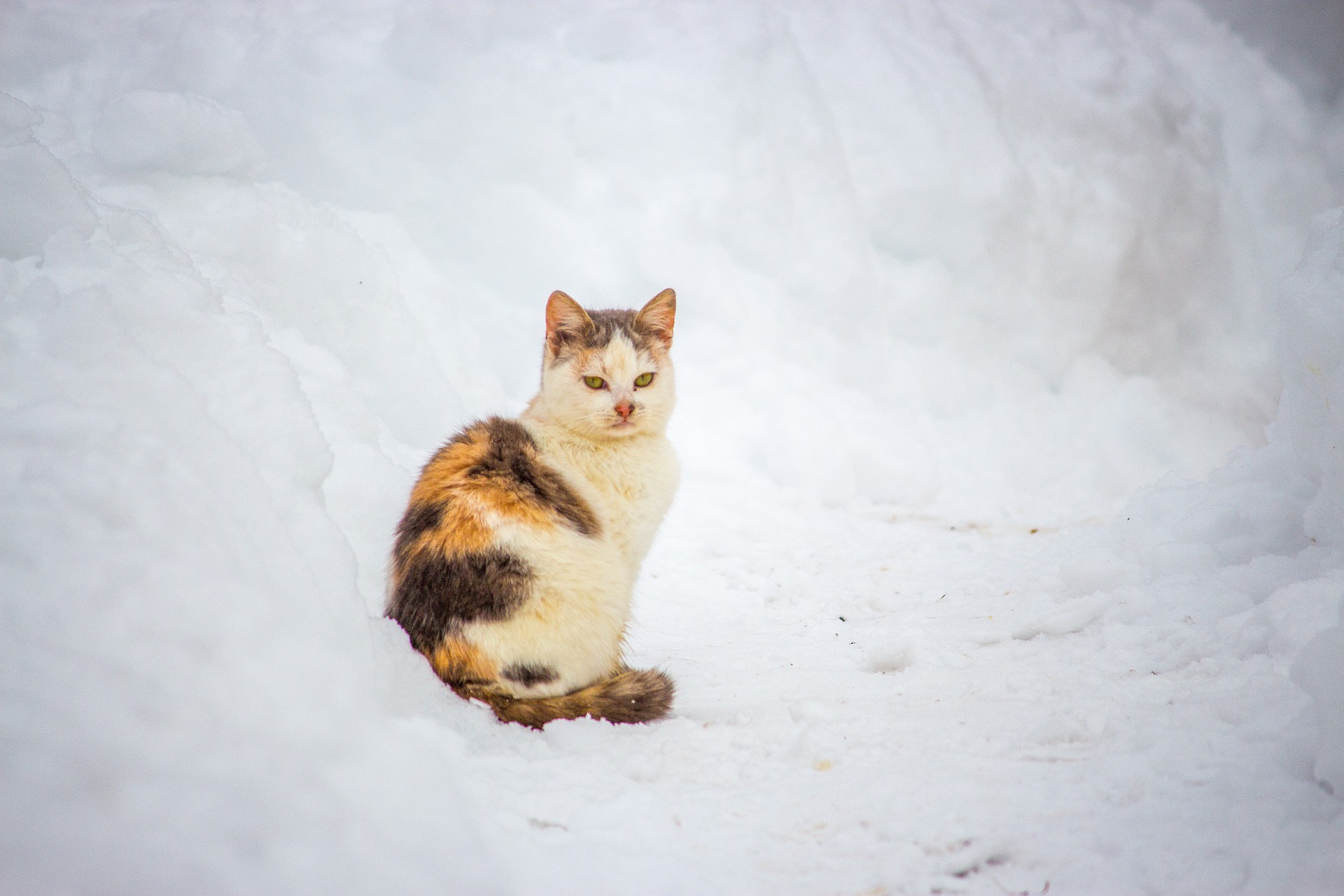 cat in snow