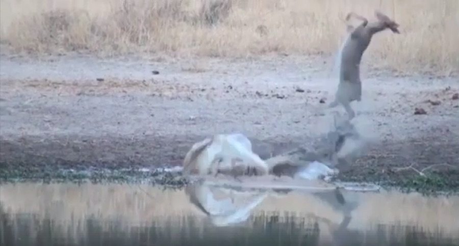 thirsty deer